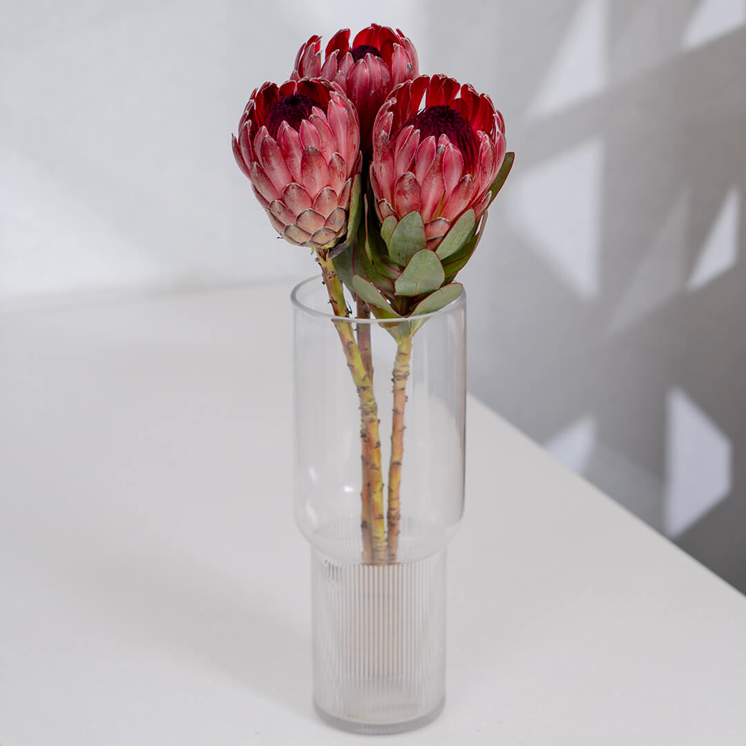 Queen Protea cut flower with sculptural layered bracts in vibrant pink for elegant floral arrangements