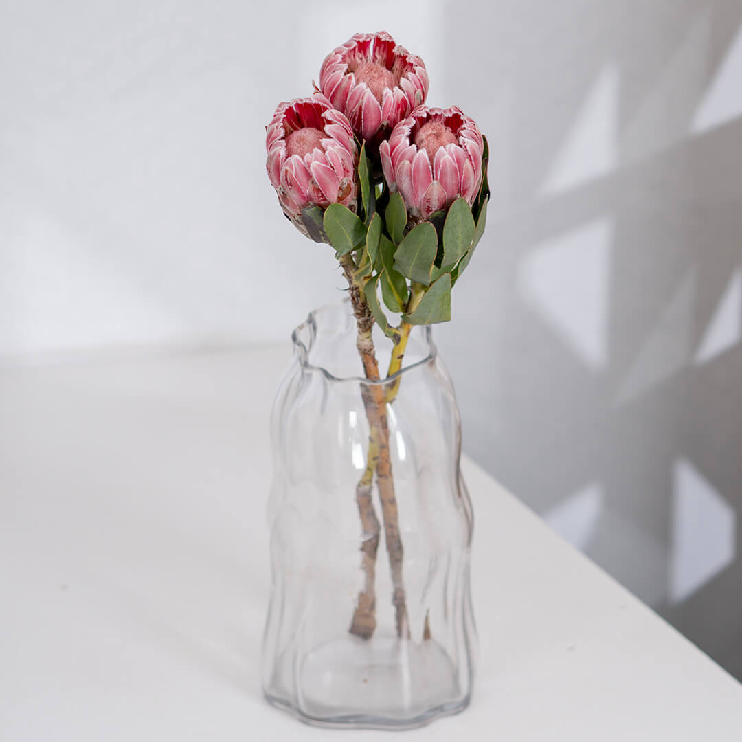 Queen Protea cut flower with sculptural layered bracts in vibrant pink for elegant floral arrangements