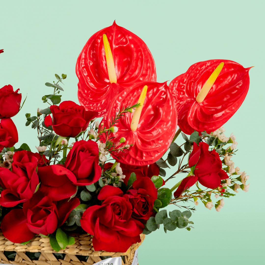 Crimson Red Rose & Anthurium Basket arranged with red roses, red anthurium and fresh foliage
