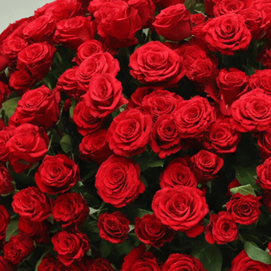 250 Red Roses Basket Arrangement arranged with 250 red roses with a luxe gold ribbon