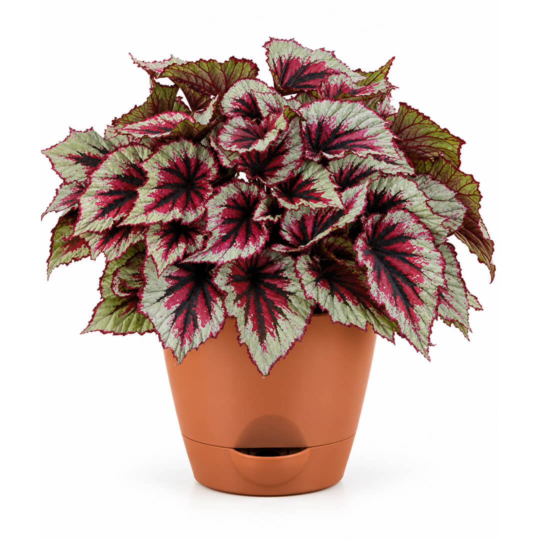 Painted green rex begonia leaves thriving inside a 7-inch plastic pot.