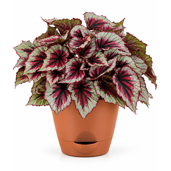 Painted green rex begonia leaves thriving inside a 7-inch plastic pot.