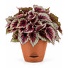 Rex Begonia Plant