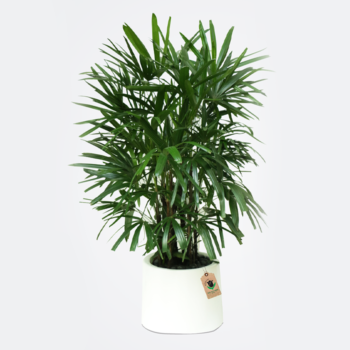 Rhapis Excelsa Plant - Image 1