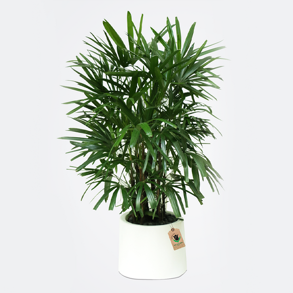 Rhapis Excelsa Plant - Image 1