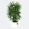 Rhapis Excelsa Plant