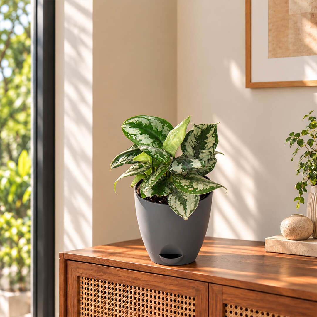 Velvety green satin pothos leaves with silver markings in a 5-inch plastic pot.