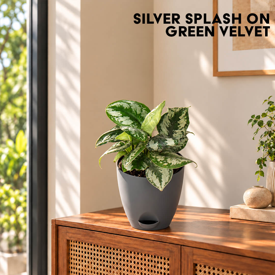 Velvety green satin pothos leaves with silver markings in a 5-inch plastic pot.