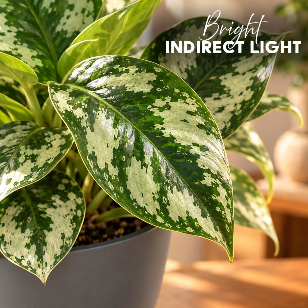 Velvety green satin pothos leaves with silver markings in a 5-inch plastic pot.