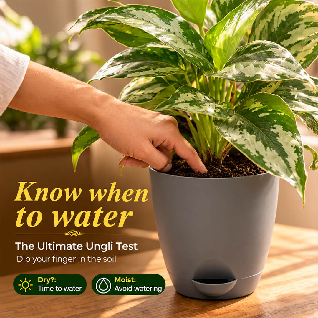 Velvety green satin pothos leaves with silver markings in a 5-inch plastic pot.