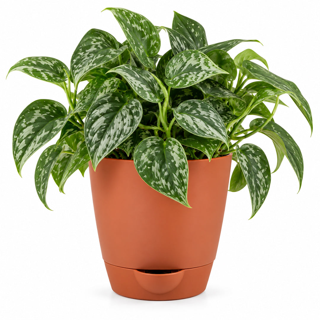Velvety green satin pothos leaves with silver markings in a 5-inch plastic pot.