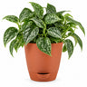 Satin Pothos Plant