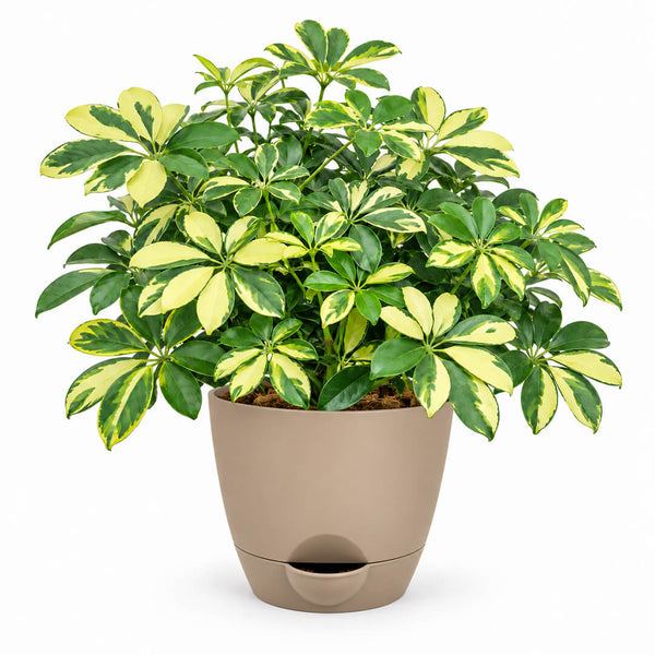 Lush green schefflera umbrella plant thriving inside a 5-inch plastic container.