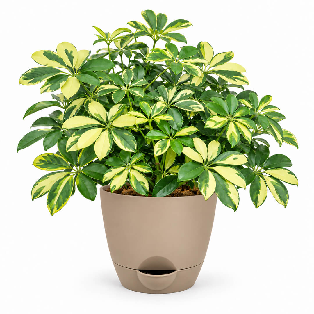 Lush green schefflera umbrella plant thriving inside a 5-inch plastic container.