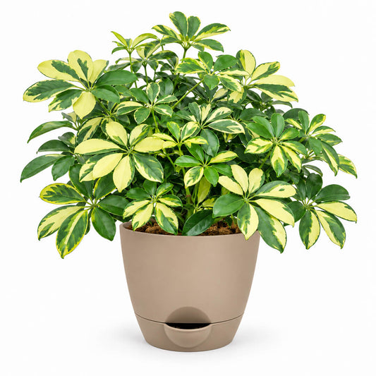 Lush green schefflera umbrella plant thriving inside a 5-inch plastic container.