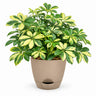 Schefflera Plant