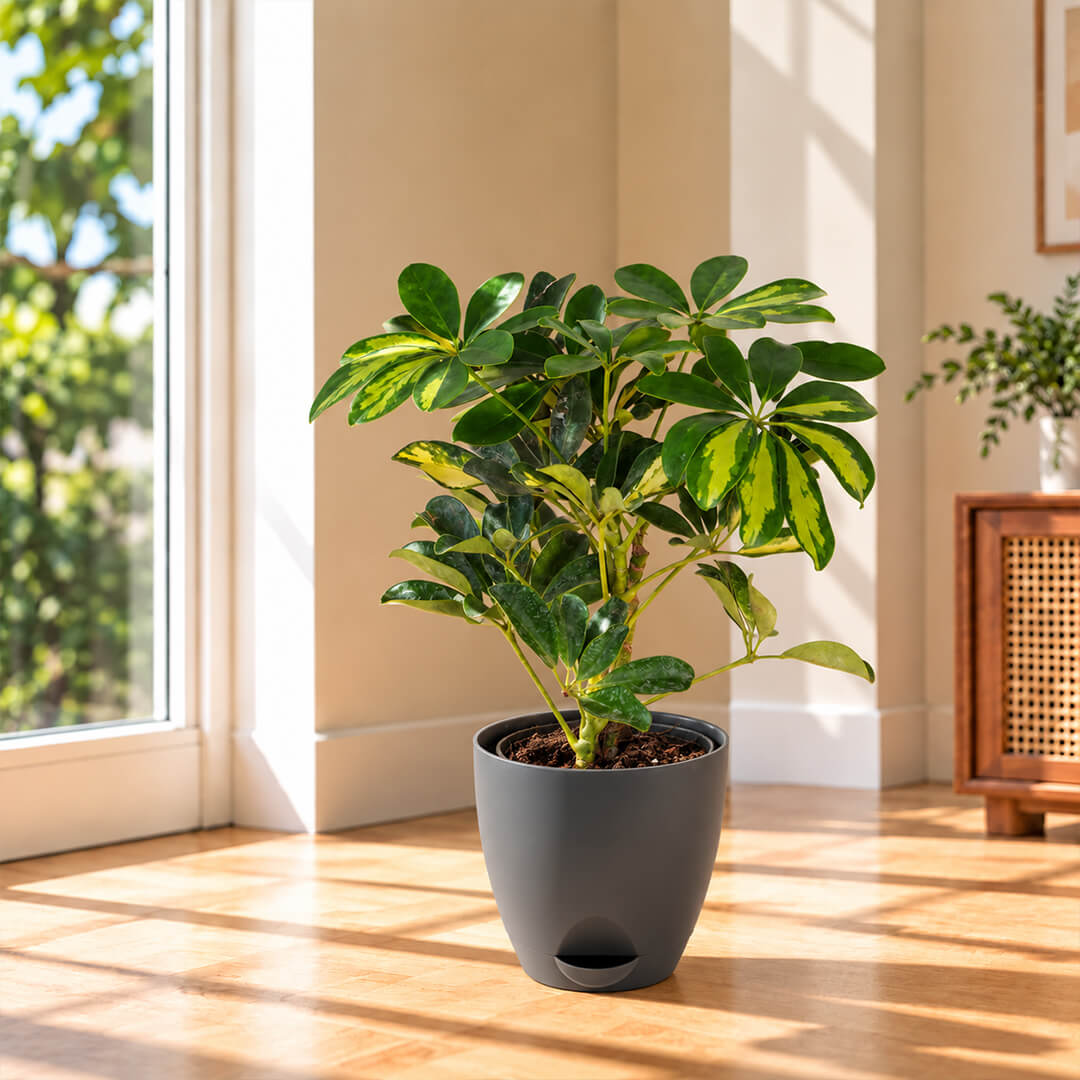 Lush green schefflera umbrella plant thriving inside a 5-inch plastic container.