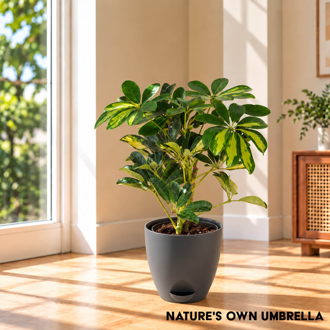 Lush green schefflera umbrella plant thriving inside a 5-inch plastic container.