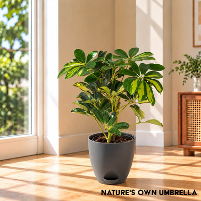 Lush green schefflera umbrella plant thriving inside a 5-inch plastic container.