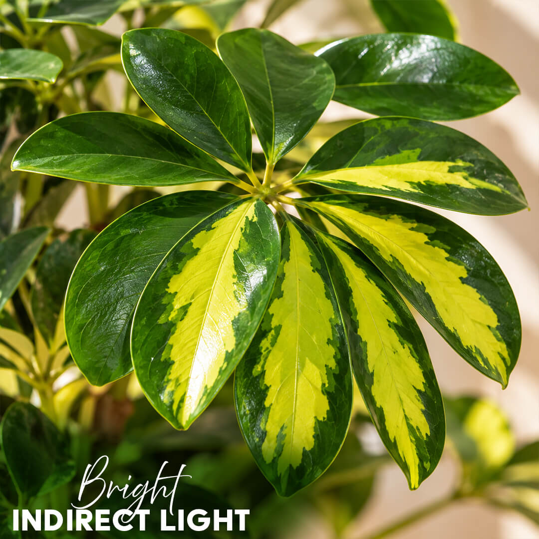 Lush green schefflera umbrella plant thriving inside a 5-inch plastic container.
