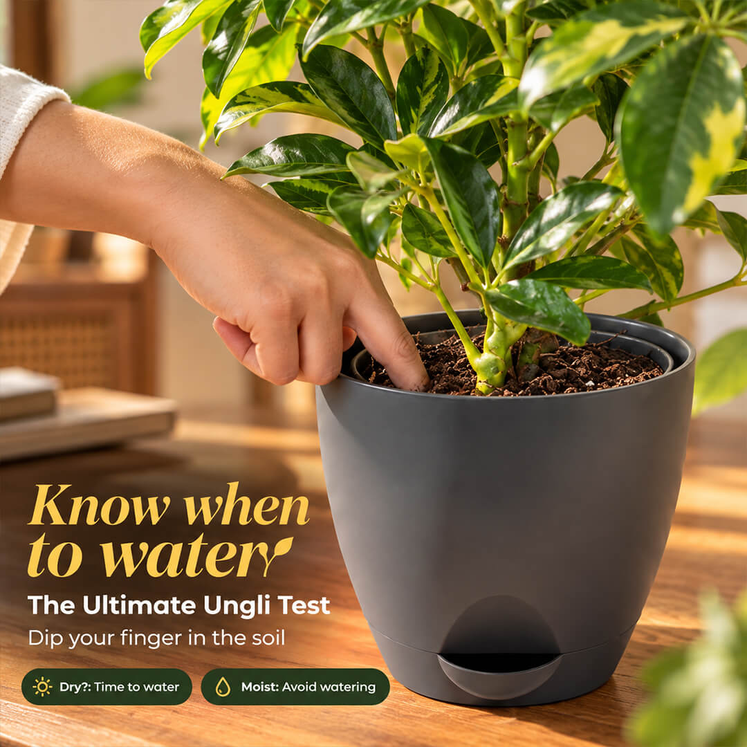 Lush green schefflera umbrella plant thriving inside a 5-inch plastic container.