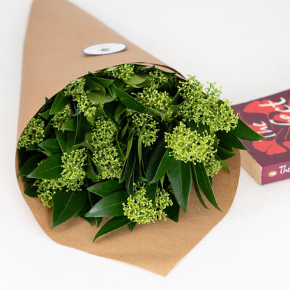 Skimmia cut flowers with small clustered blooms and leafy stems