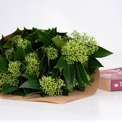 Skimmia cut flowers with small clustered blooms and leafy stems
