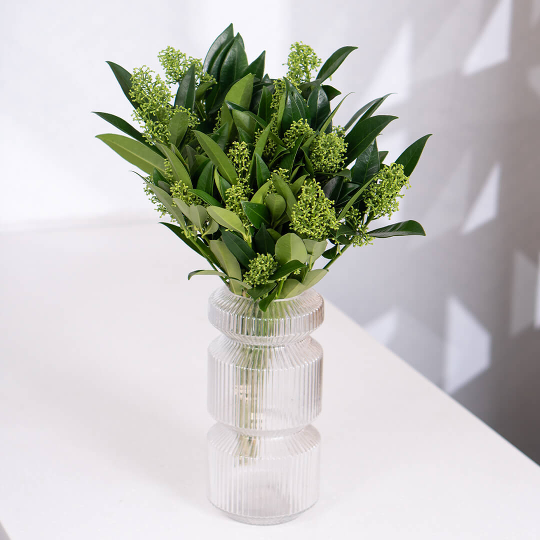 Skimmia cut flowers with small clustered blooms and leafy stems