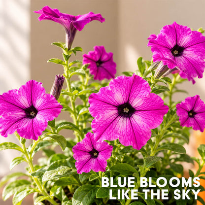 Vibrant pink sky petunia flowering plant blooming in a 7-inch plastic pot outdoors.