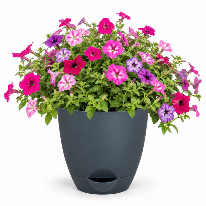 Sky petunia Plant