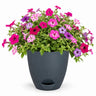 Sky petunia Plant