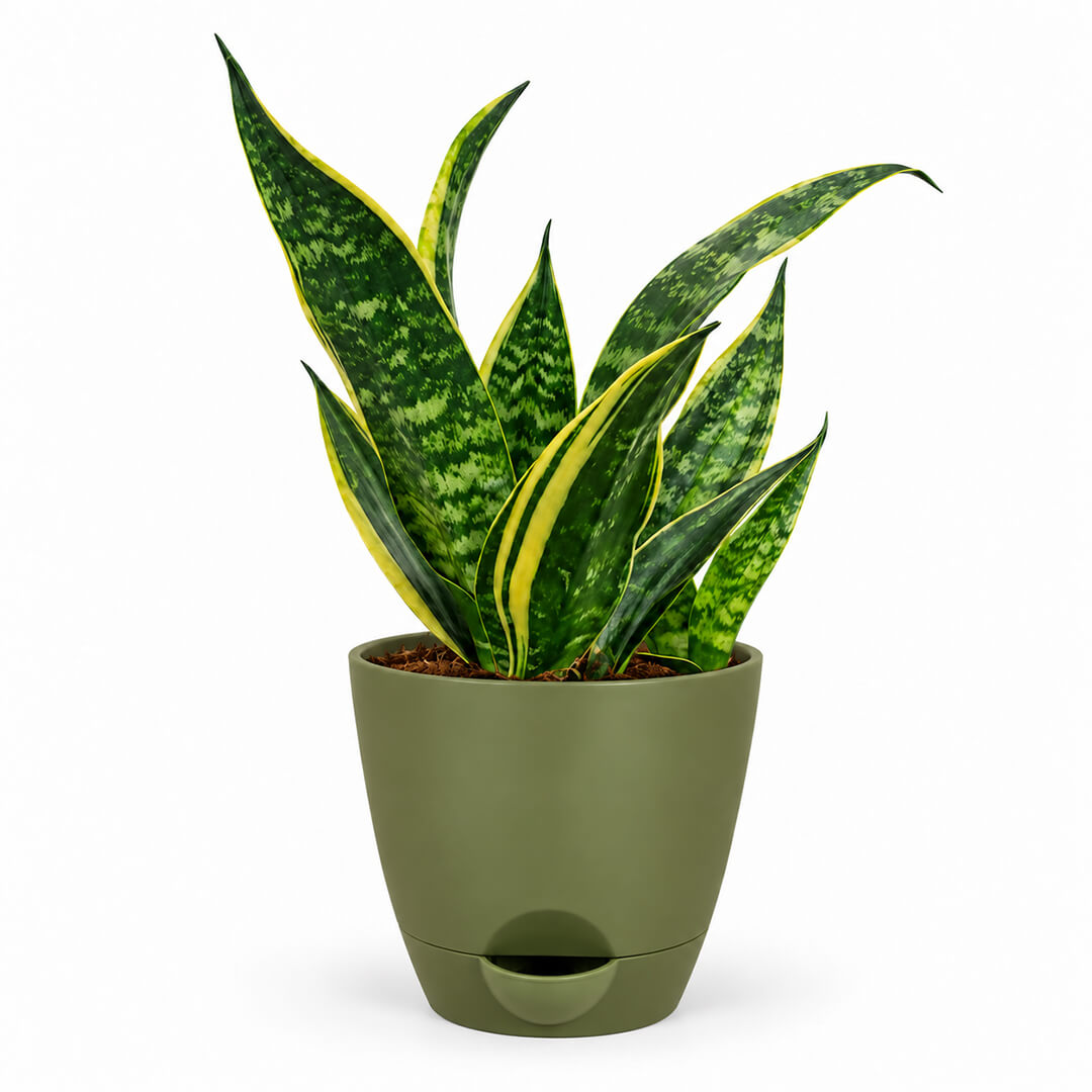 Upright green snake plant houseplant housed in a clean 5-inch plastic pot on a tabletop.