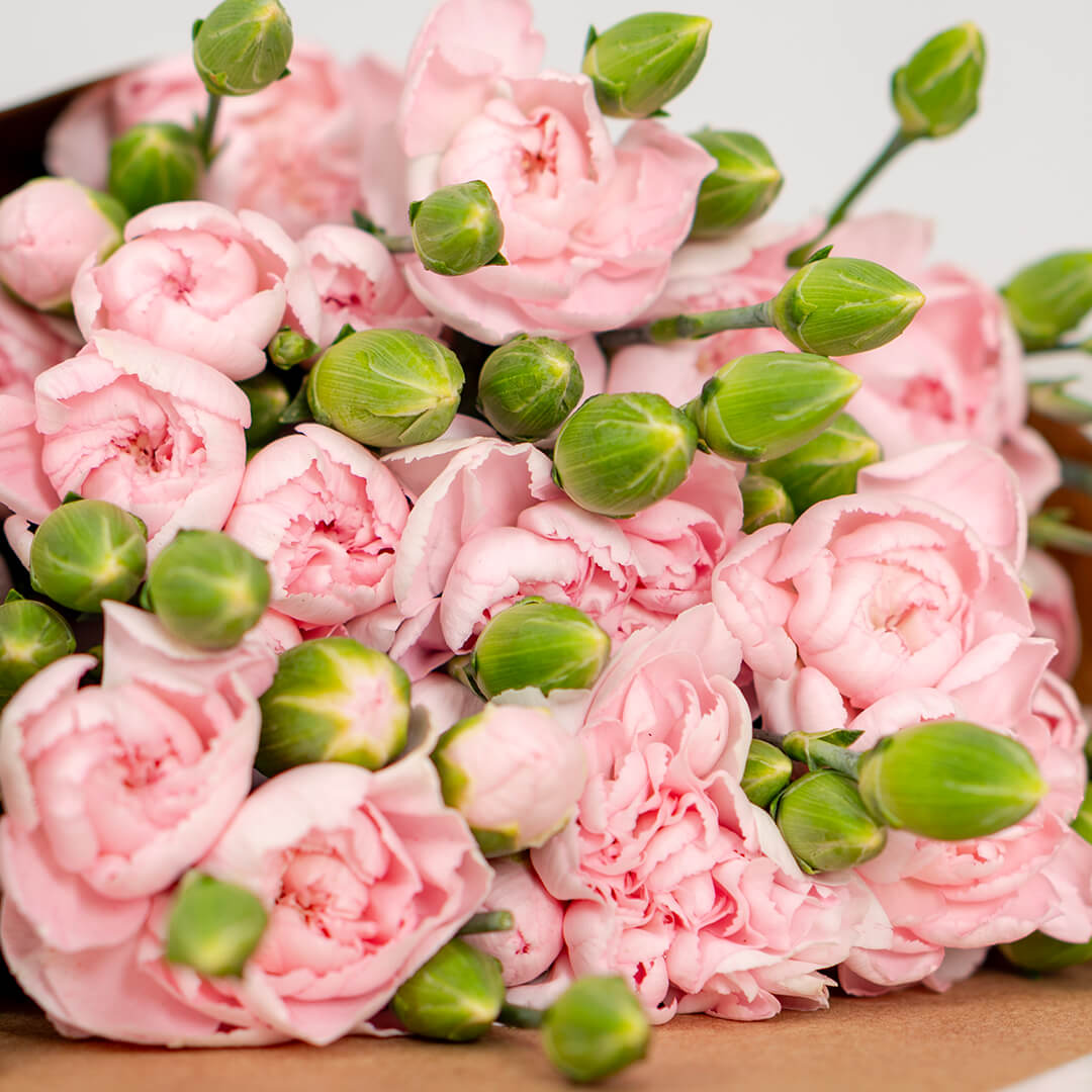 Fresh Spray Carnation blooms bundled in brown paper