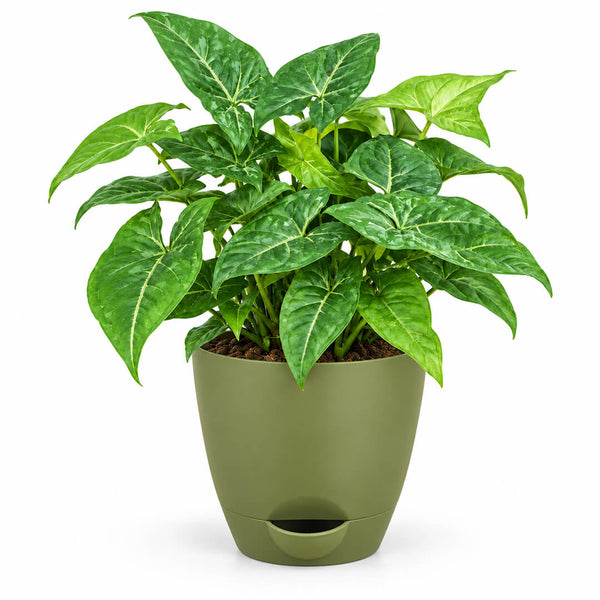 Arrow-shaped green syngonium houseplant growing inside a 5-inch plastic pot.