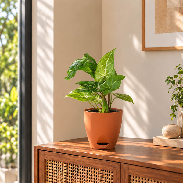 Arrow-shaped green syngonium houseplant growing inside a 5-inch plastic pot.