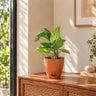 Syngonium Plant