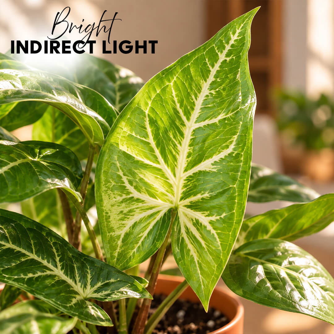Arrow-shaped green syngonium houseplant growing inside a 5-inch plastic pot.