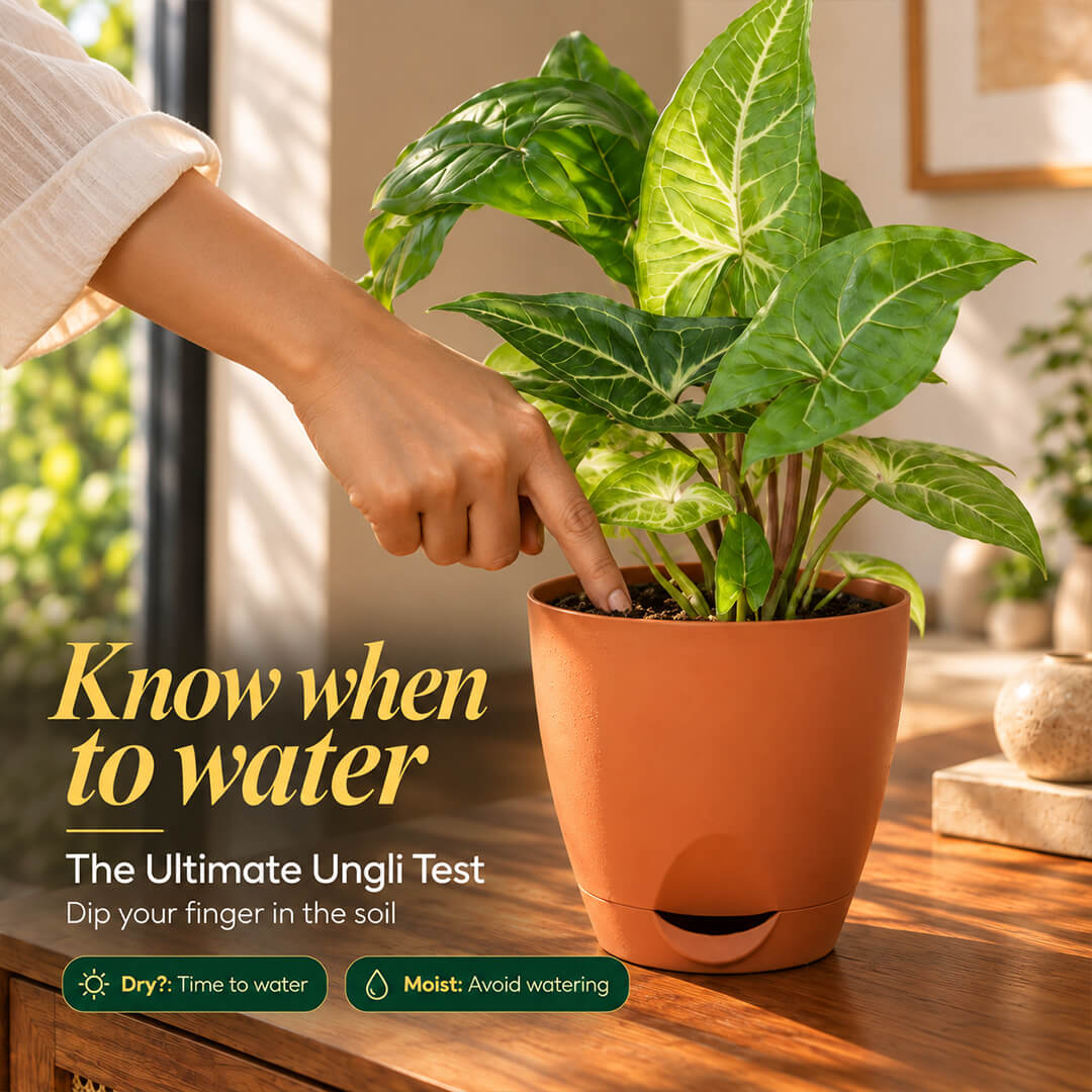 Arrow-shaped green syngonium houseplant growing inside a 5-inch plastic pot.