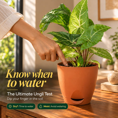 Arrow-shaped green syngonium houseplant growing inside a 5-inch plastic pot.