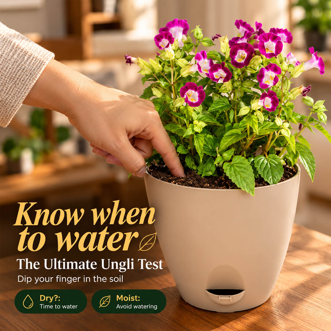 Healthy green torrenia flowering plant growing in a 7-inch plastic pot.