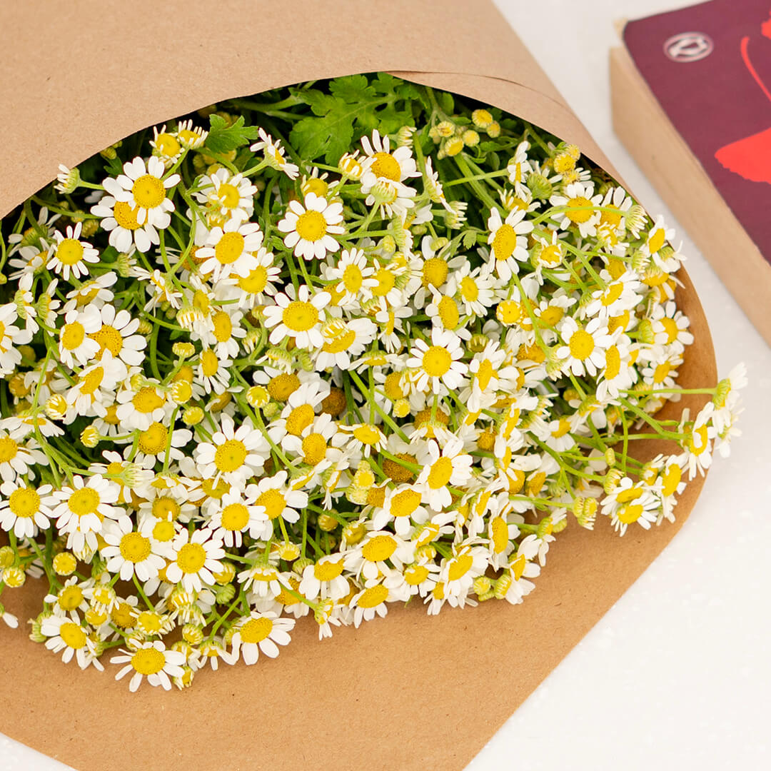 White Tanacetum cut flowers presented in brown paper wrapping