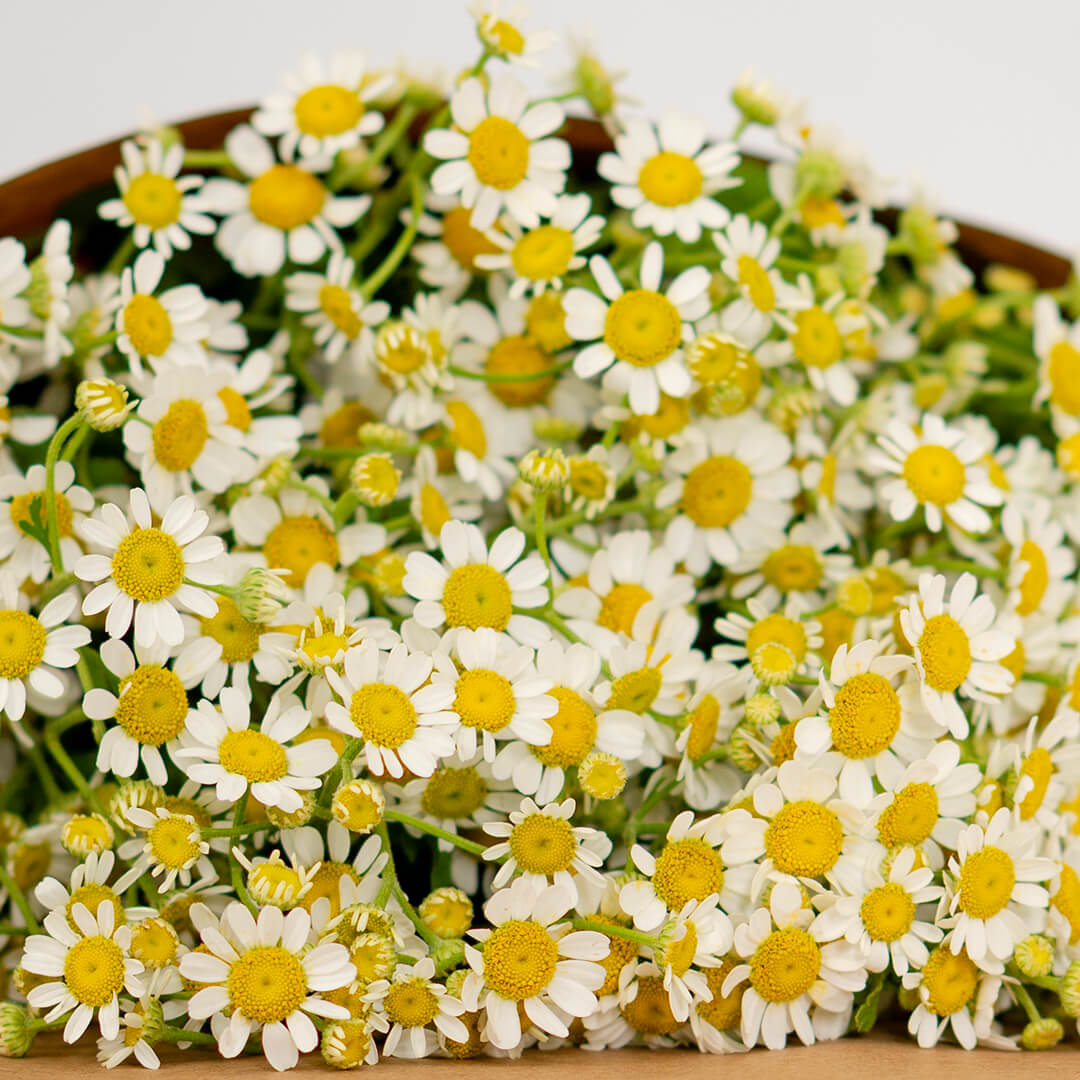 White Tanacetum cut flowers presented in brown paper wrapping