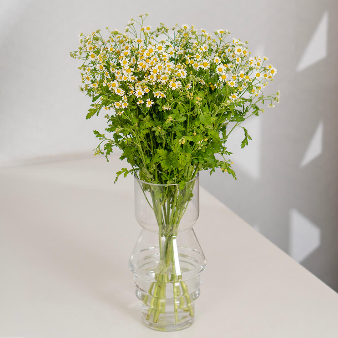 White Tanacetum cut flowers presented in brown paper wrapping