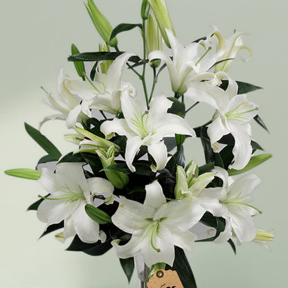 An elegant display of 10 white lilies with lush greenery presented in a sleek transparent cylinder vase.