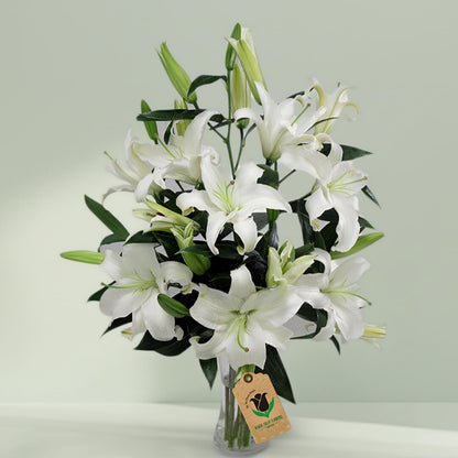 An elegant display of 10 white lilies with lush greenery presented in a sleek transparent cylinder vase.