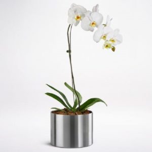 Phalaenopsis White Plant - Order Indoor Plants | BTF.in