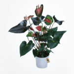 anthurium-plant