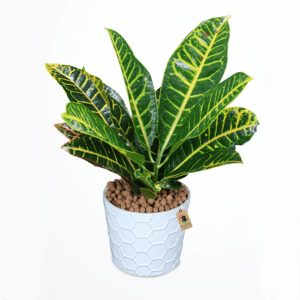 Crotons Plant - Order Outdoor Plant | BTF.in