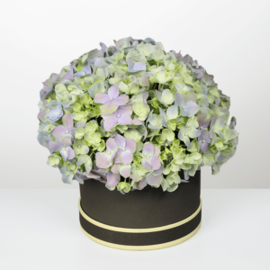 Shades of Green - Buy Hydrangeas Online - Order Box of hydrangeas | btf.in