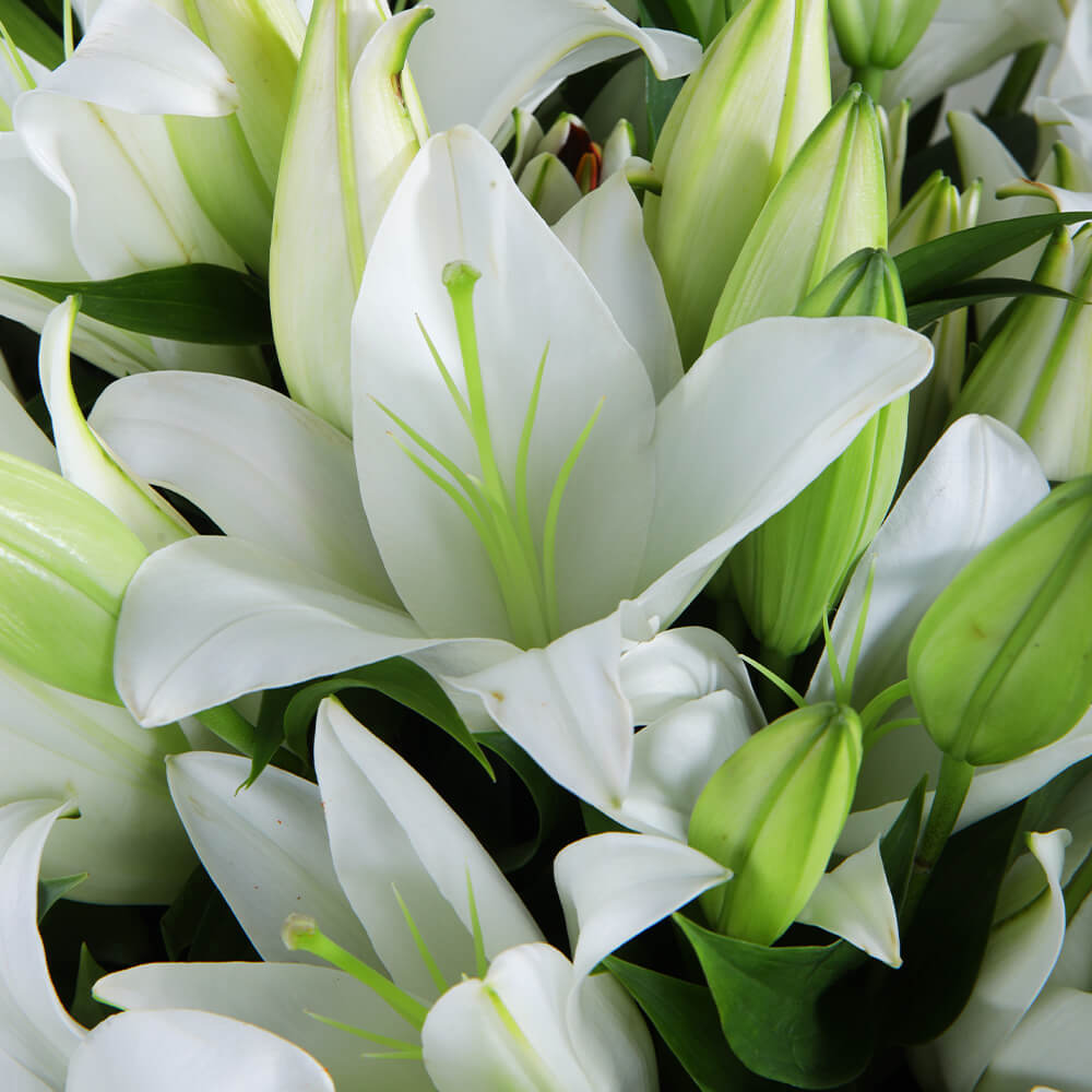 Peace lily: How to care for peace lilies | House & Garden